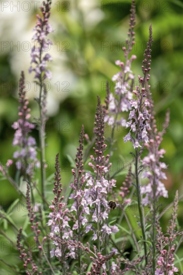 Gartenleinkraut (Linaria purpurea), North Rhine-Westphalia, Germany