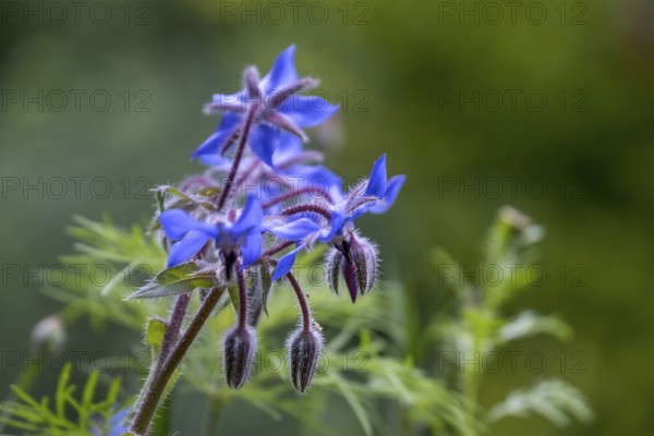 Borage (Borago officinalis), North Rhine-Westphalia, Germany