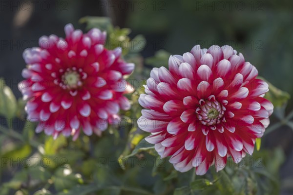 Dahlia (Dahlia), North Rhine-Westphalia, Germany