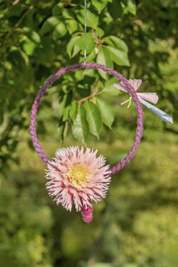 Pink dahlia in a ring with butterfly hanging in a tree, North Rhine-Westphalia, Germany