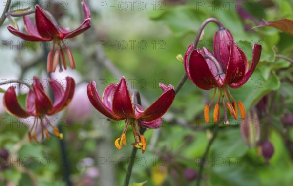Turkenbund Lily (Lilium martagon), MÃ¼nsterland, North Rhine-Westphalia, Germany