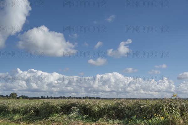 Reed, thatch (Phragmites australis) in the lagoon landscape, cloudy sky, Ahrenshoop, DarÃŸ, Mecklenburg-Western Pomerania, Germany