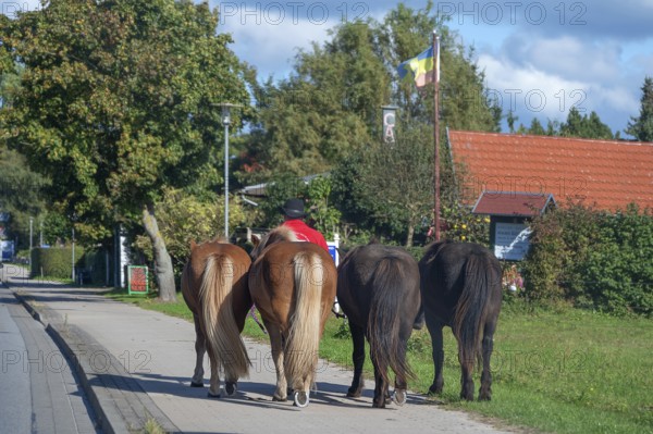 Four guided horses on the sidewalk, Mecklenburg-Western Pomerania, Germany