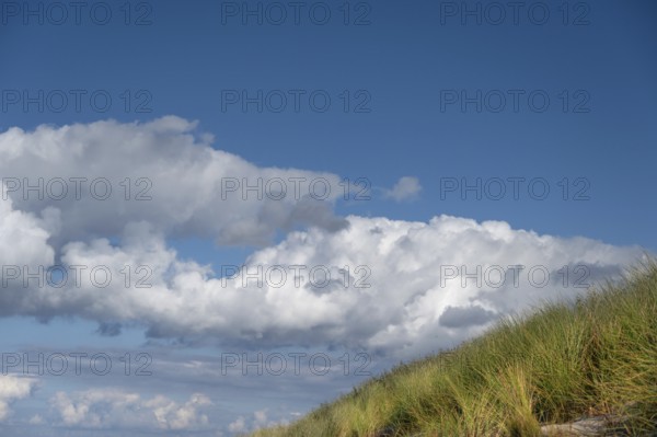 Beach oats (Ammophila) and clouds in the blue sky, Baltic Sea, DarÃŸ, Mecklenburg-Western Pomerania, Germany