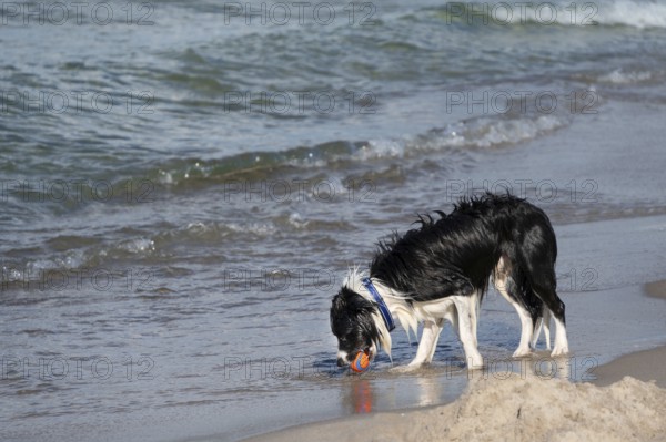 Dog, border collie fetches a ball from the Baltic Sea, Ahrtenshoop, DarÃŸ, Mecklenburg-Western Pomerania, Germany