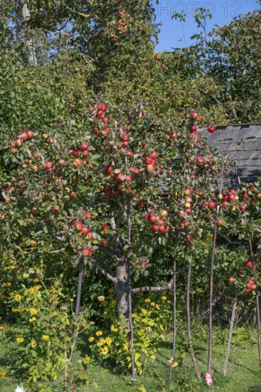Apple tree (Malus) with ripe fruits, DarÃŸ, Mecklenburg-Western Pomerania, Germany