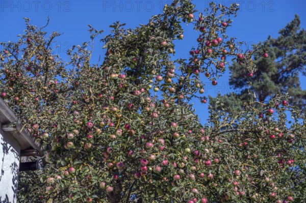 Apple tree (Malus) with ripe fruits, DarÃŸ, Mecklenburg-Western Pomerania, Germany