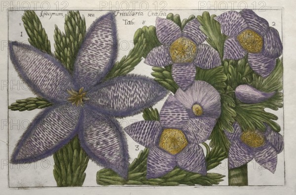 Apocymum seu, Fritillaria Cralsa, tab. 8, hand-coloured copper engraving after Mario Cammerari by Professor Filippo Arena from La Natura, Fiori fisicamente esposta, nature and culture of flowers, 1767, Palermo, Italy