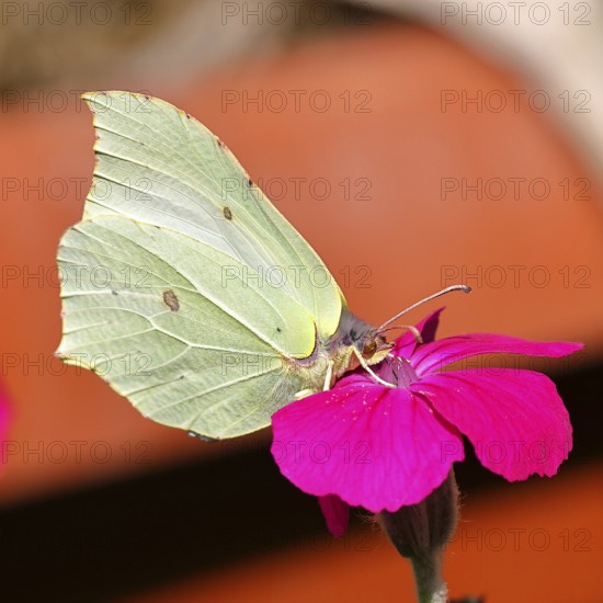 Lemon moth (Gonepteryx rhamny) on crown light clove or vexier clove (Lychnis coronaria), in a natural garden, Wilnsdorf, North Rhine-Westphalia, Germany