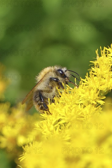 Field bumblebee (Bombus pascuorum) collecting nectar on the flower of a Canadian goldenrod (Solidago canadensis), close-up, Wilnsdorf, North Rhine-Westphalia, Germany