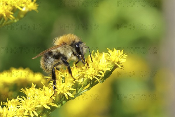 Field bumblebee (Bombus pascuorum) collecting nectar on the flower of a Canadian goldenrod (Solidago canadensis), close-up, Wilnsdorf, North Rhine-Westphalia, Germany