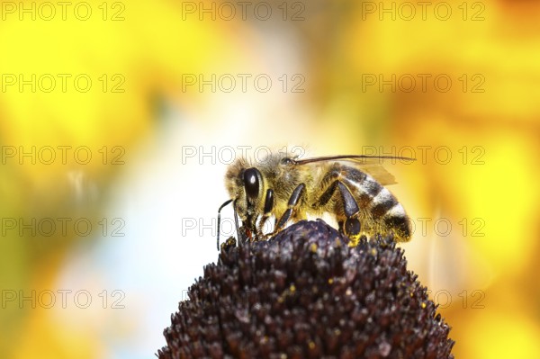European honey bee (Apis mellifera), collects nectar from a flower of yellow coneflower (Echinacea paradoxa), contaminated with pollen on the body, macro intake, Wilnsdorf, North Rhine-Westphalia, Germany