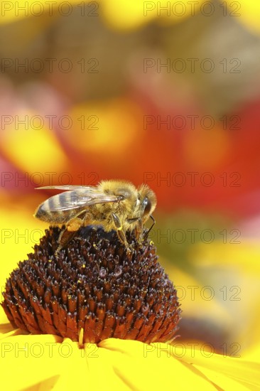 European honey bee (Apis mellifera), collects nectar from a flower of yellow coneflower (Echinacea paradoxa), with pollen panties and covered with pollen on the body, macro intake, Wilnsdorf, North Rhine-Westphalia, Germany