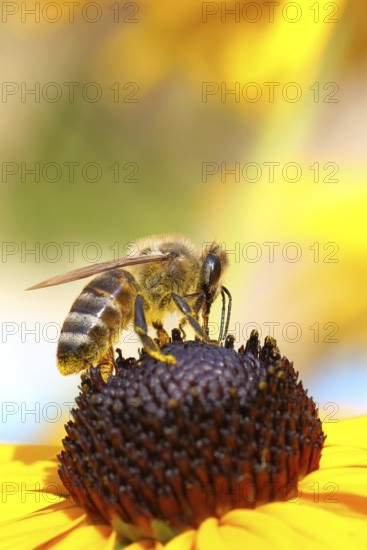 European honey bee (Apis mellifera), collects nectar from a flower of yellow coneflower (Echinacea paradoxa), contaminated with pollen on the body, macro intake, Wilnsdorf, North Rhine-Westphalia, Germany
