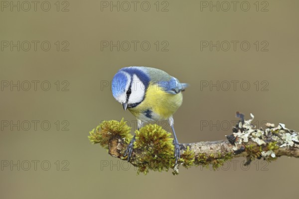 Blue tit (Parus caeruleus) sitting on a branch covered with lichens and moss, Wilnsdorf, North Rhine-Westphalia, Germany