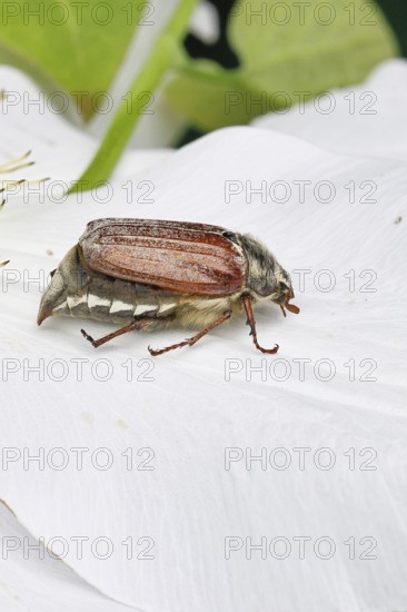 May beetle, field may beetle (Melolontha melolontha), female on the flower of clematis (Clematis), Wilnsdorf, North Rhine-Westphalia, Germany
