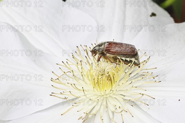 May beetle, field may beetle (Melolontha melolontha), female on the flower of clematis (Clematis), Wilnsdorf, North Rhine-Westphalia, Germany