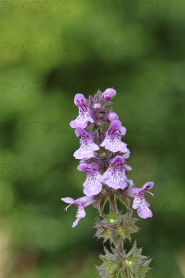 Forest goat (Stachys sylvatica), flower, inflorescence on a forest path, formerly the plant was also used as a medicinal plant (Herba Lamii sylvatici foetidi), Wilnsdorf, North Rhine-Westphalia, Germany