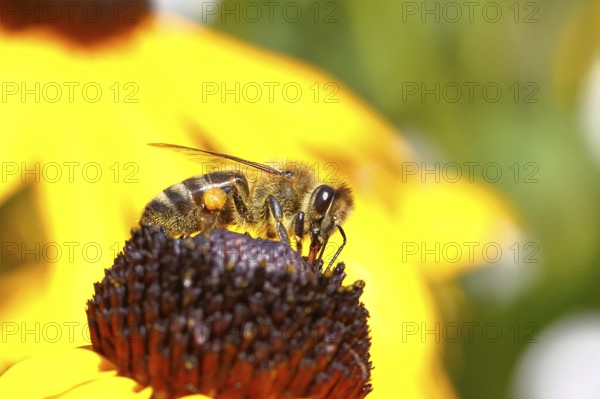 European honey bee (Apis mellifera), collects nectar from a flower of yellow coneflower (Echinacea paradoxa), with pollen panties and covered with pollen on the body, macro intake, Wilnsdorf, North Rhine-Westphalia, Germany