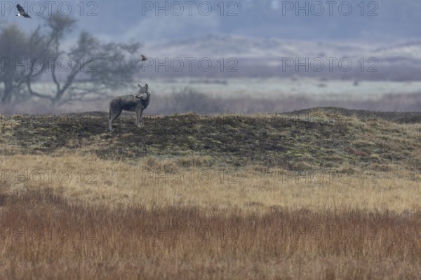 A wolf (Canis lupus) stands on a hill watching deer, watching, hunting, Denmark