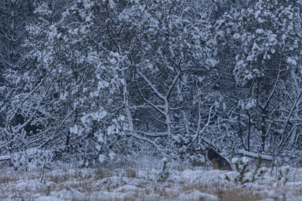 A thick winter coat protects the 8-month-old wolf puppy (Canis lupus) from snow and cold, snowfall, Denmark