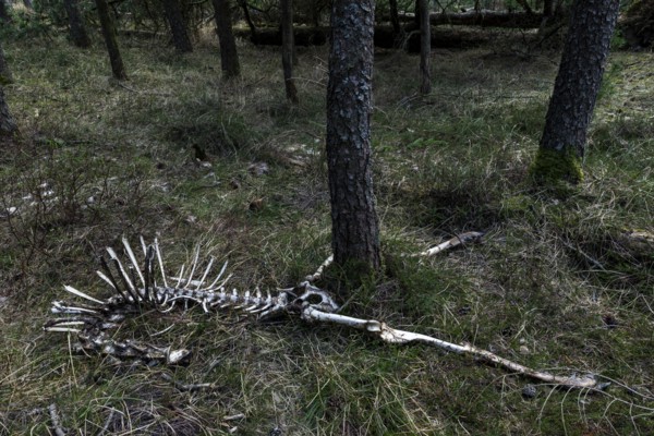 The remains of the red deer (Cervus elaphus) captured by wolves (Canis lupus), prey, skeleton, bones, Denmark