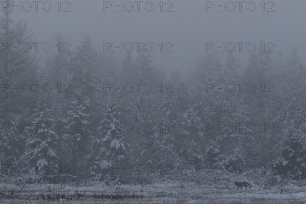 The cold evening fog gives the scene something mystical and a wolf puppy (Canis lupus) wanders parallel to the edge of the forest across a forest meadow, snow, winter, cold, fog landscape, Denmark