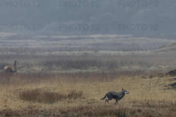 The wolf (Canis lupus) decides on a hunting attempt, but it ends unsuccessfully, hunting, Denmark