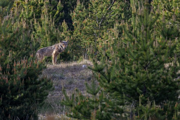 A male wolf (Canis lupus) stands in the light of the evening sun, framed by pine trees on a hill, Denmark
