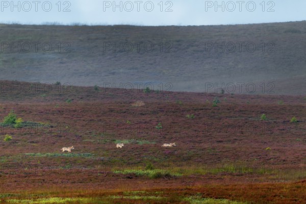 The photo shows typical behavior of wolf puppies (Canis lupus), the animal in the middle is visibly distracted by something in the heather, unfortunately the reason for the interest is not apparent, heath, Denmark