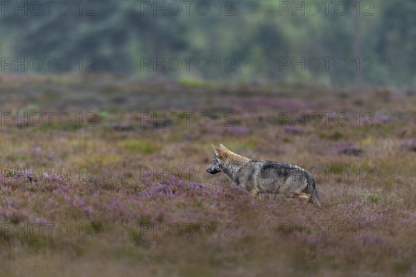 A four-month-old wolf puppy (Canis lupus) hunting for mice between blooming broom heath, heath, Denmark