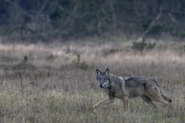 The direct view from the wolf (Canis lupus) is unique and remains an unforgettable experience for nature lovers, eye contact, Denmark