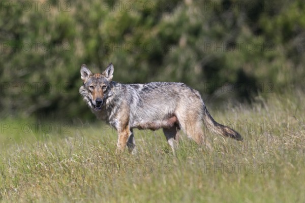 Interested is the wolf fÃ¤he (Canis lupus) at the edge of the forest, mammals, boy rearing, Denmark