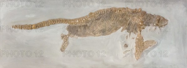 Ichthyosaur fossil, ichthyosaur, dinosaur, dinosaur, dinosaur, dinosaur, petrification, reptile, with visible scales, rock, remains of fossil marine animal, excavation, paleontology, natural science, research, evolution, fossil, fossils, geology, sea, nature, ocean, prehistoric, sediment, skeleton, stone, ancient, original, prehistoric period, petrification, prehistory, water, lias, clay slate, Schandelah site, WolfenbÃ¼ttel district, Lower Saxony, Germany