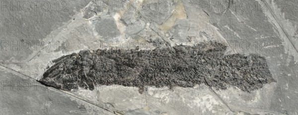 Coelacanth (Gyroptychius sp.), rock, remains of fossil fish with visible scales, excavation, paleontology, evolution, fossil, fossils, geology, natural science, research, sea, nature, ocean, prehistoric, sediment, skeleton, stone, ancient, original, prehistoric, petrification, petrification, prehistoric time, water, Devon, site of discovery in Quarry Loo, Scotland, Great Britain