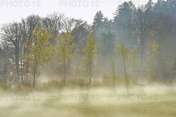 Autumnal birch trees (Betula pendula), in fog, Beinwil-Freiamt, Canton, Aargau, Switzerland