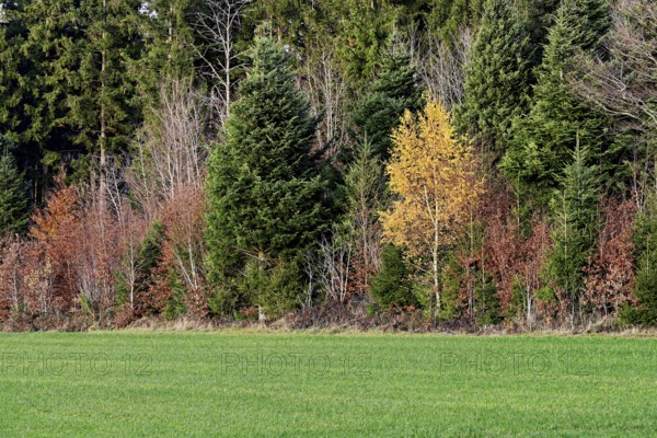 Autumn-colored forest, Beinwil-Freiamt, Canton, Aargau, Switzerland