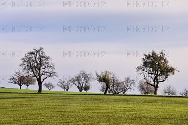 A group of fruit trees above a sea of fog, Brunnwil, Freiamt, Canton, Aargau, Switzerland