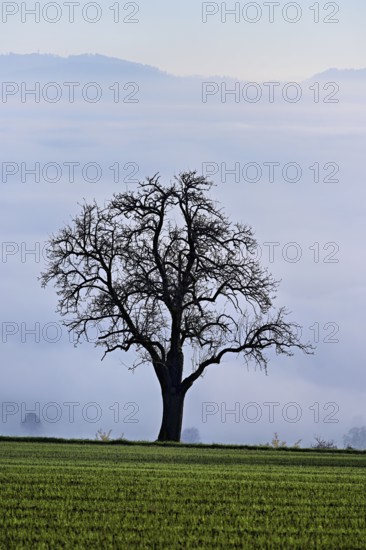 Silhouette of a pear tree above the fog line, Beinwil-Freiamt, Canton, Aargau, Switzerland