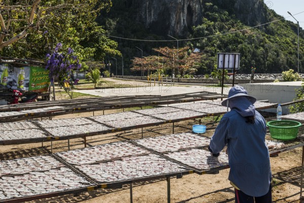 Fishermen with dried squids, Klong Wan, Prachuap Khiri Khan, Prachuap Khiri Khan Province, Central Thailand, Thailand