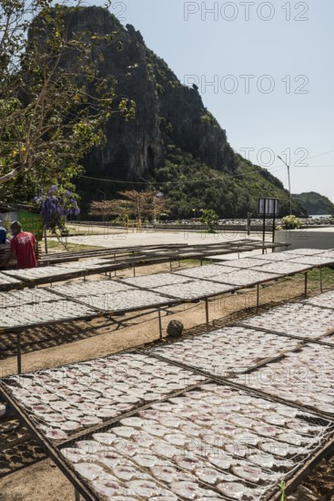 Dried squids, Klong Wan, Prachuap Khiri Khan, Prachuap Khiri Khan Province, Central Thailand, Thailand