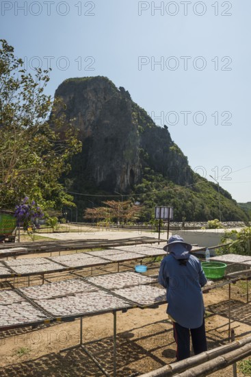 Fishermen with dried squids, Klong Wan, Prachuap Khiri Khan, Prachuap Khiri Khan Province, Central Thailand, Thailand