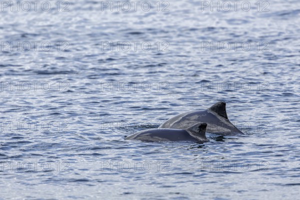 Two common porpoises (Phocoena phocoena) team up to hunt a swarm of herrings, dorsal fin, Denmark