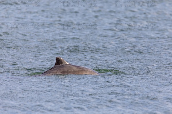 Common porpoise (Phocoena phocoena) in the Little Belt, dorsal fin, LillebÃ¦lt, Denmark