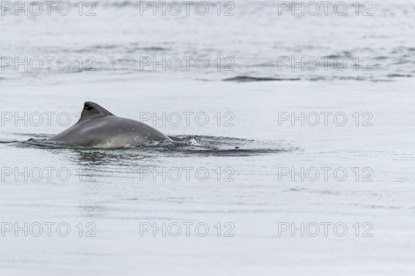 Common porpoise (Phocoena phocoena) hunting for herrings in the Baltic Sea, dorsal fin, Denmark