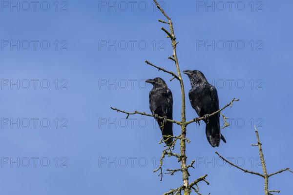 Ravens (Corvus corax) are very callous and talkative birds, couple, treetop, Denmark