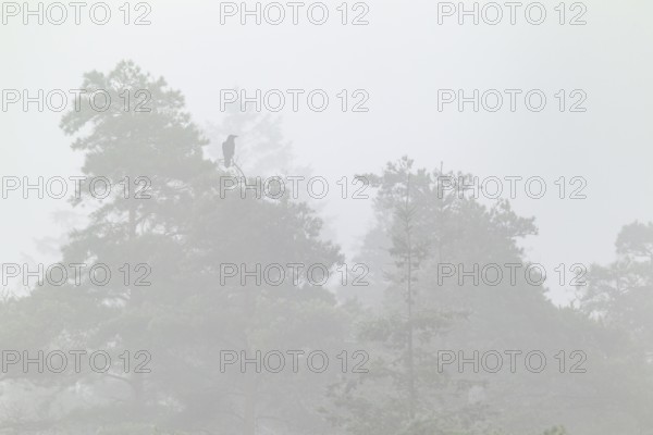 A raven (Corvus corax) sits on a pine tree in fog, Misty, Denmark