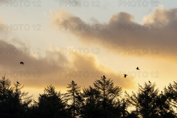 In the first morning light, some ravens (Corvus corax) gather at the edge of the forest, morning mood, Denmark