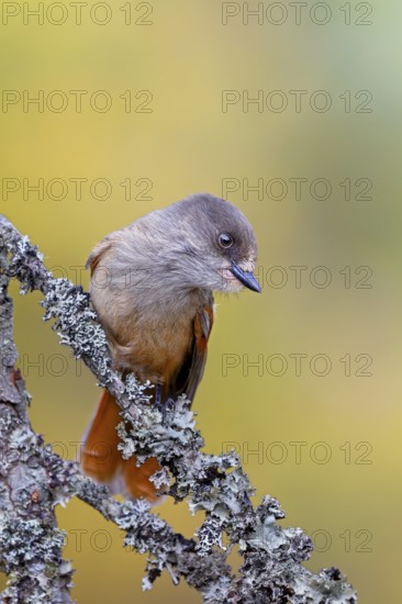Unlucky shark (Perisoreus infaustus) looking for food, lichen branch, Sweden