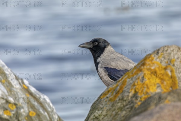 A cloud crow (Corvus cornix) searches for food on the Baltic Sea beach, Denmark